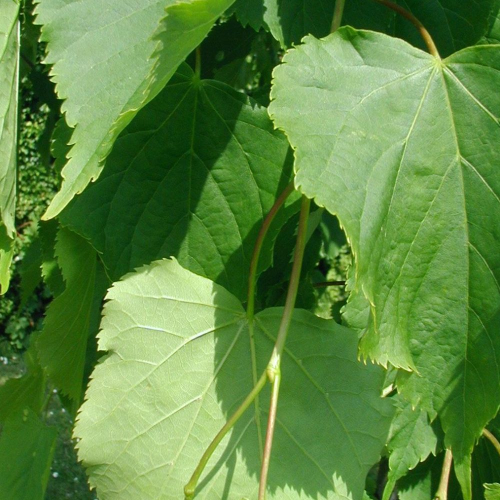 Tilia cordata 'Greenspire' / Greenspire Linden