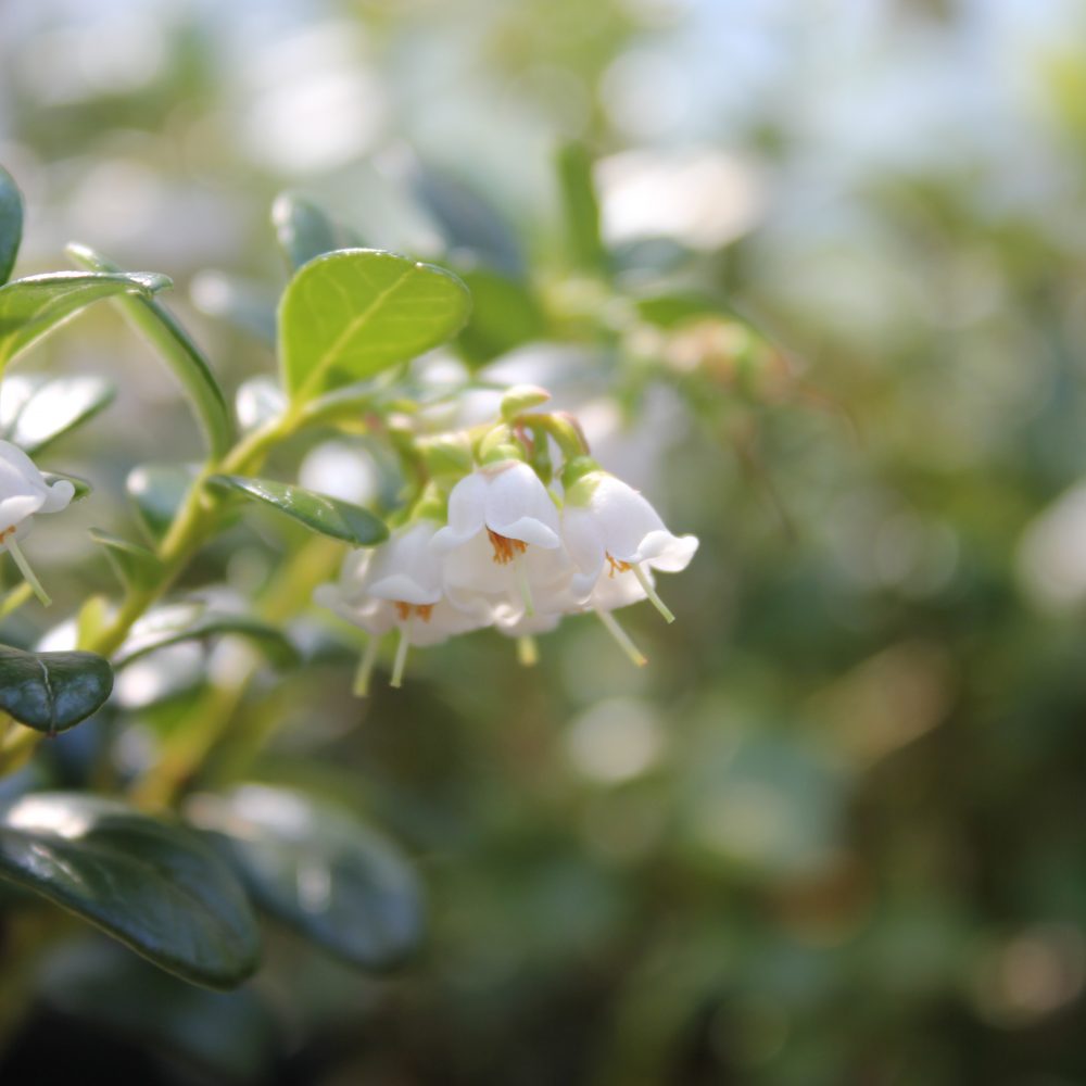 Vaccinium vitis-idaea / Lingonberry