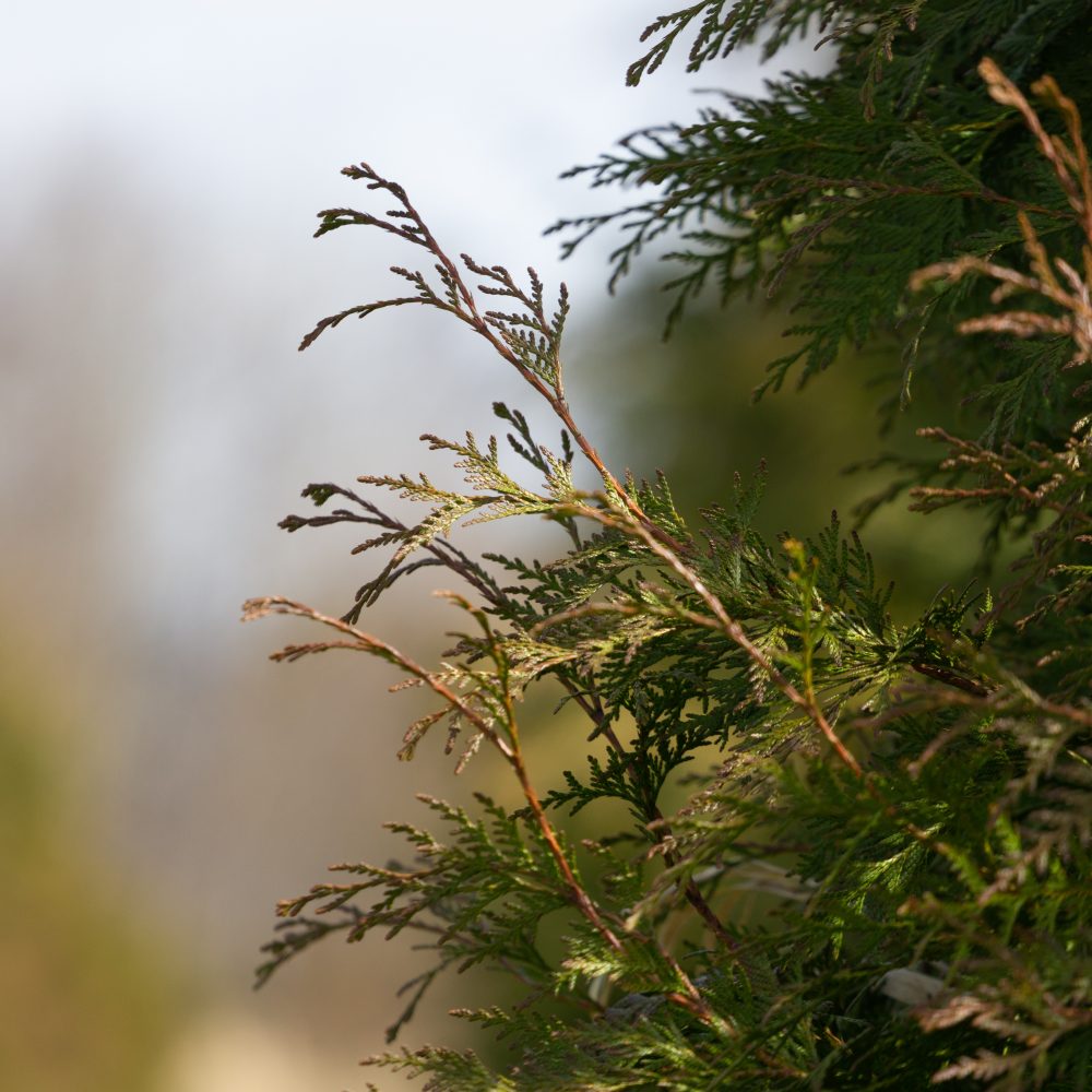 Thuja plicata