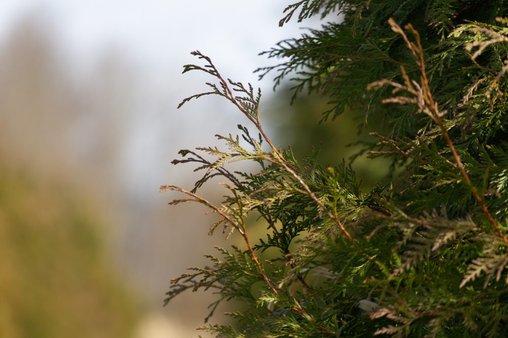 Thuja plicata