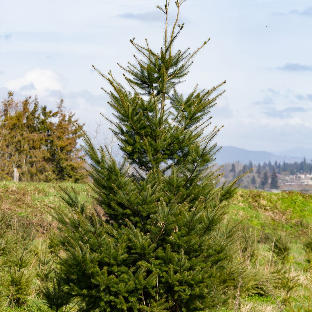 Pseudotsuga menziesii
