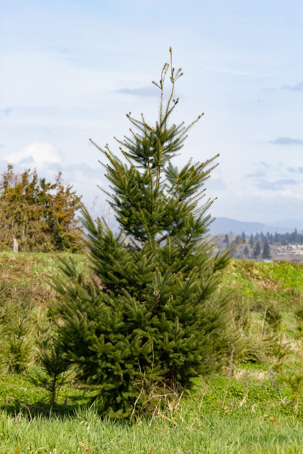 Pseudotsuga menziesii