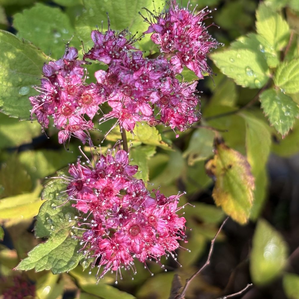 Spirea japonica 'Walumba' / Magic Carpet Spirea