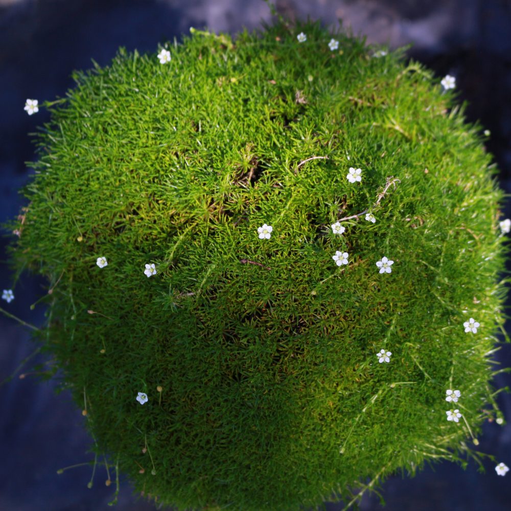 Sagina subulata / Irish Moss