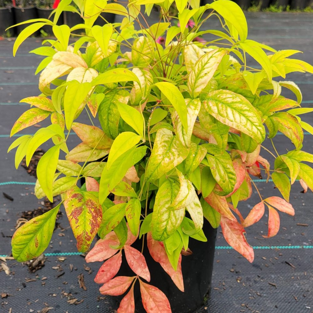 Nandina domestica 'Firepower' / Firepower Heavenly Bamboo