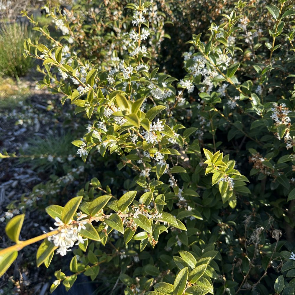Osmanthus burkwoodi / Burkwood Sweet Olive