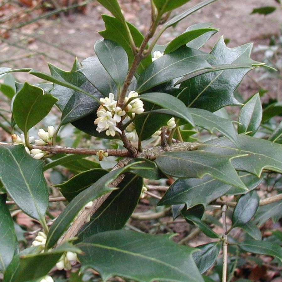 Osmanthus heterophyllus / Common False Holly