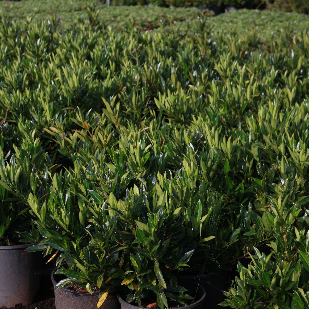Prunus laurocerasus 'Otto Luyken' / Otto Luyken English Laurel