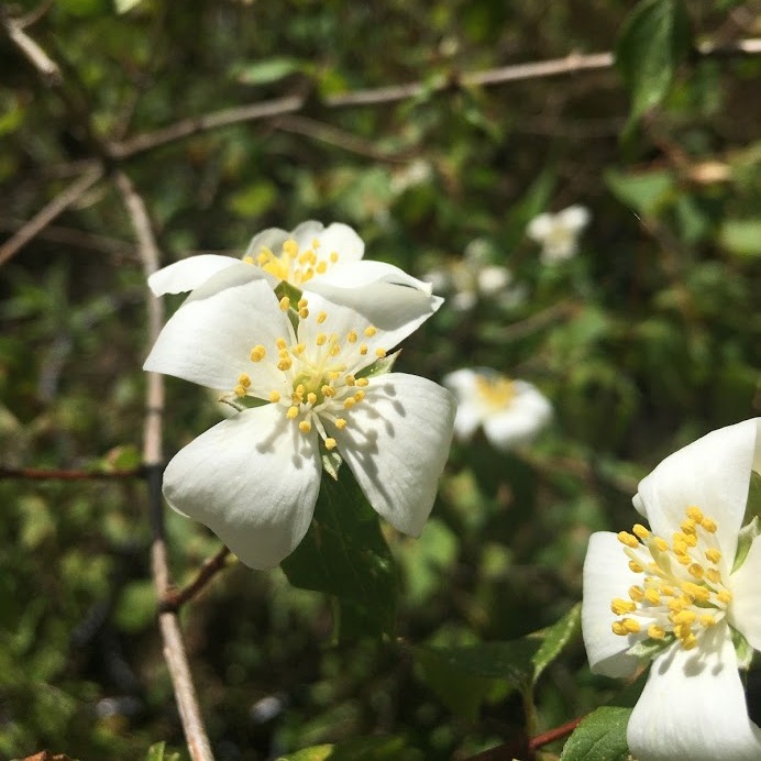 Philadelphus lewisii / Mock Orange