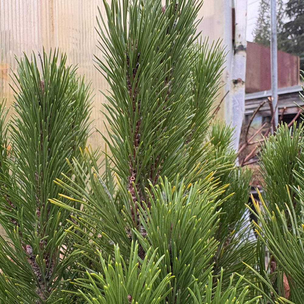 Pinus mugo var. pumilio / Dwarf Mugo Pine