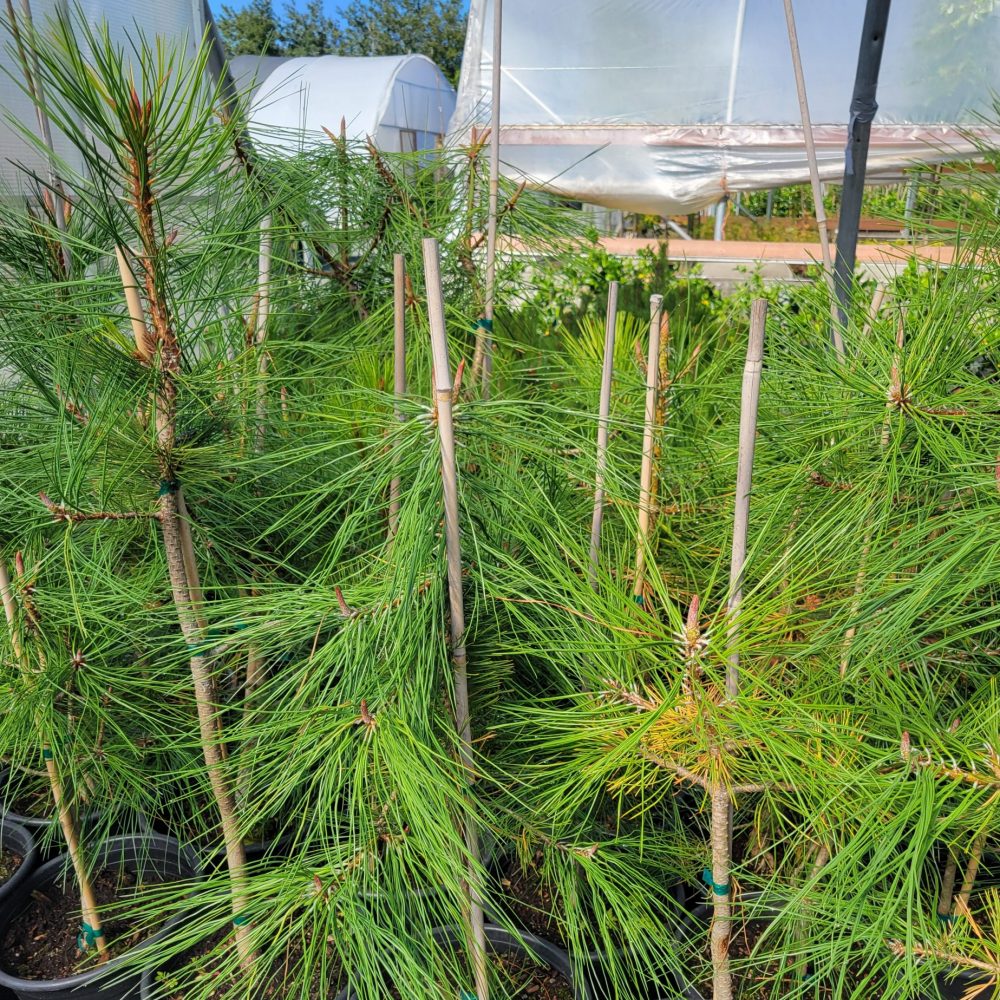 Pinus ponderosa / Ponderosa Pine