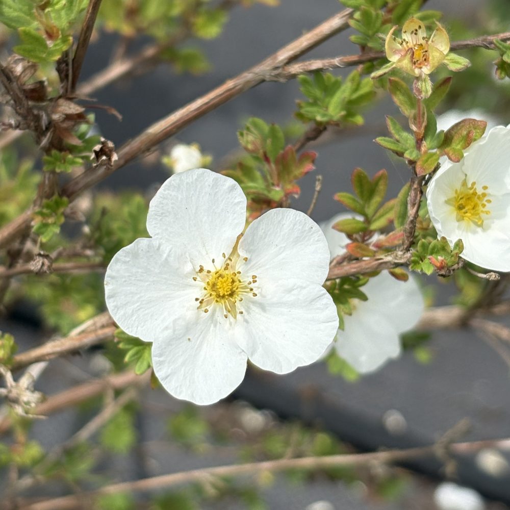 Potentilla fruticosa 'Abbotswood' / Abbotswood Cinquefoil
