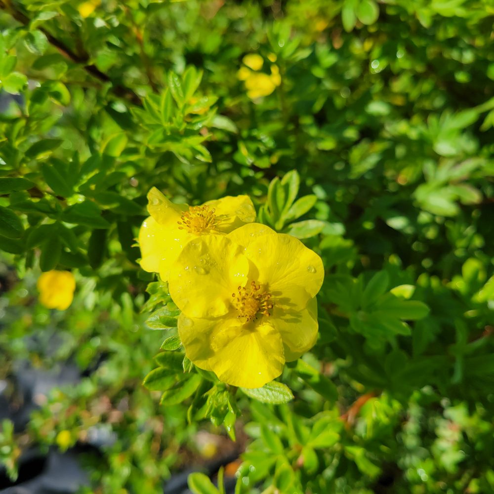 Potentilla fruticosa 'Goldstar' / Goldstar Cinquefoil
