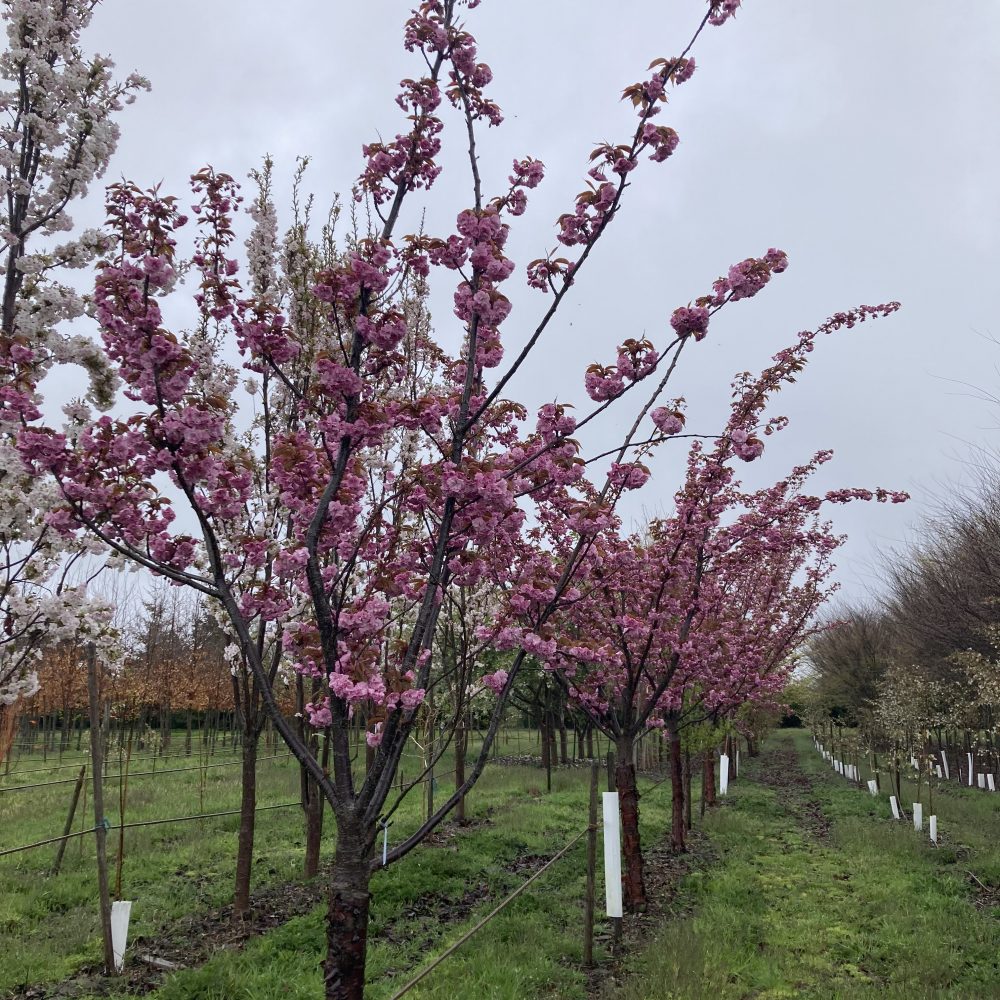 Prunus serrulata 'Kwanzan' / Kwanzan Cherry Tree