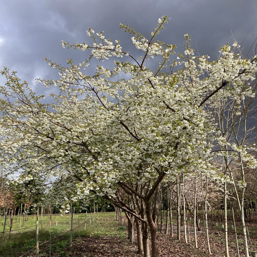 Prunus serrulata 'Mount Fuji' / Mount Fuji Cherry Tree