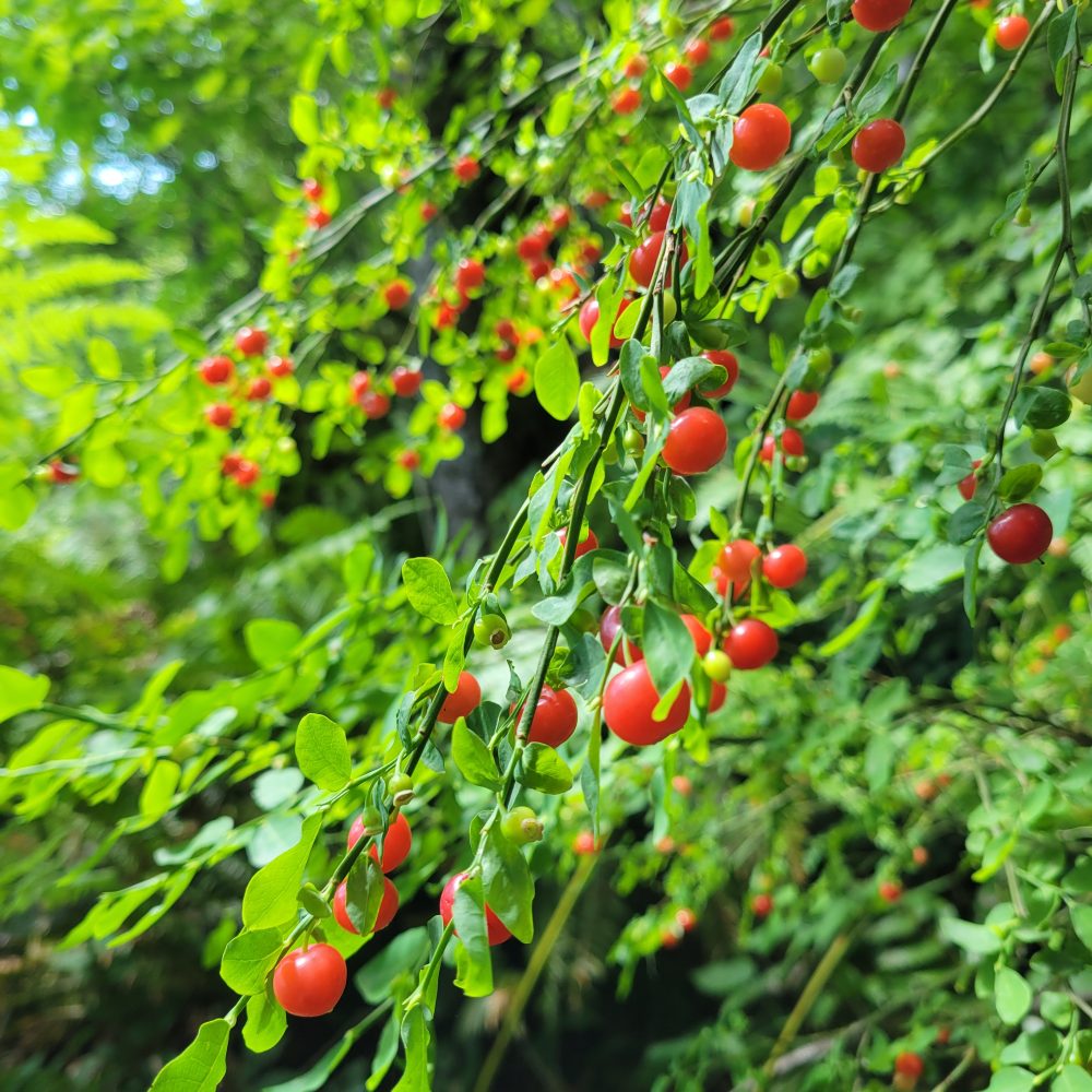 Vaccinium parvifolium