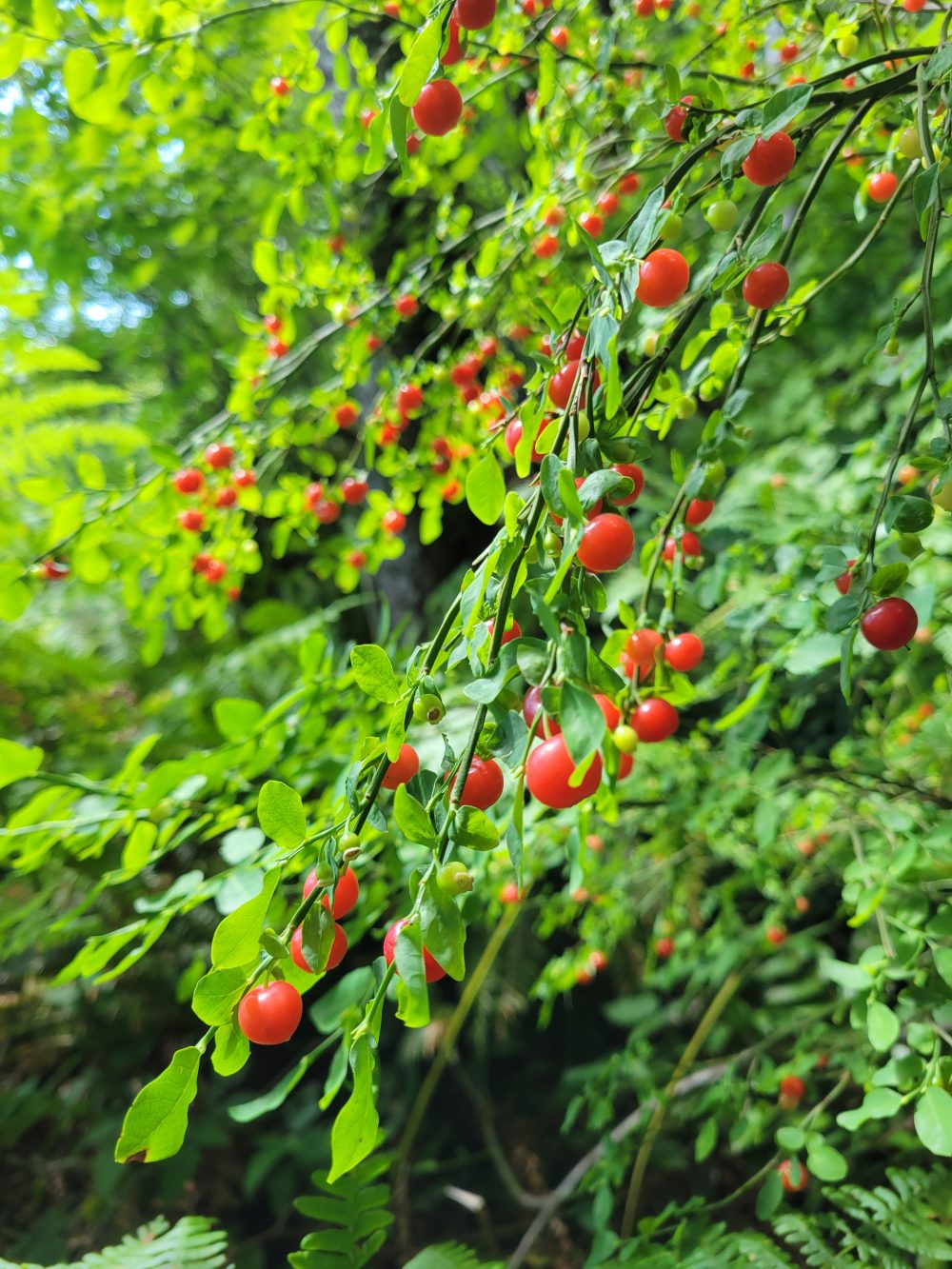 Vaccinium parvifolium