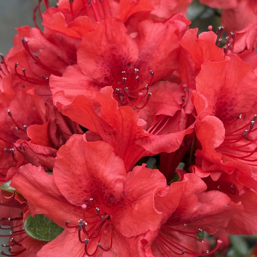 Rhododendron 'Red Red' / Red Red Azalea