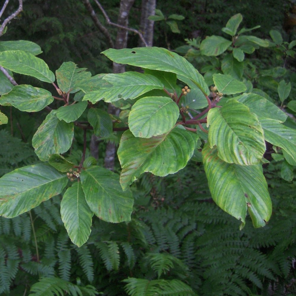Rhamnus purshiana / Cascara