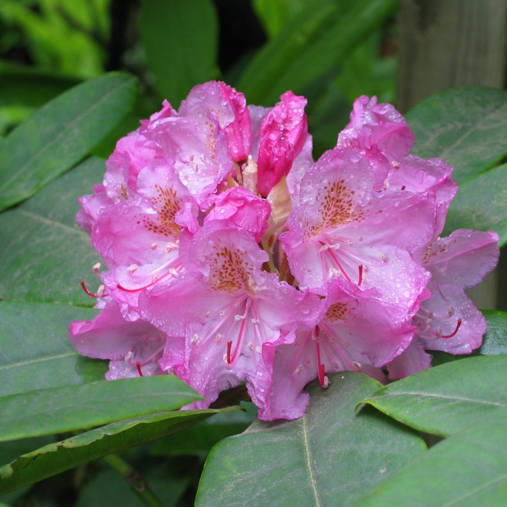 Rhododendron macrophyllum / Pacific Rhododendron