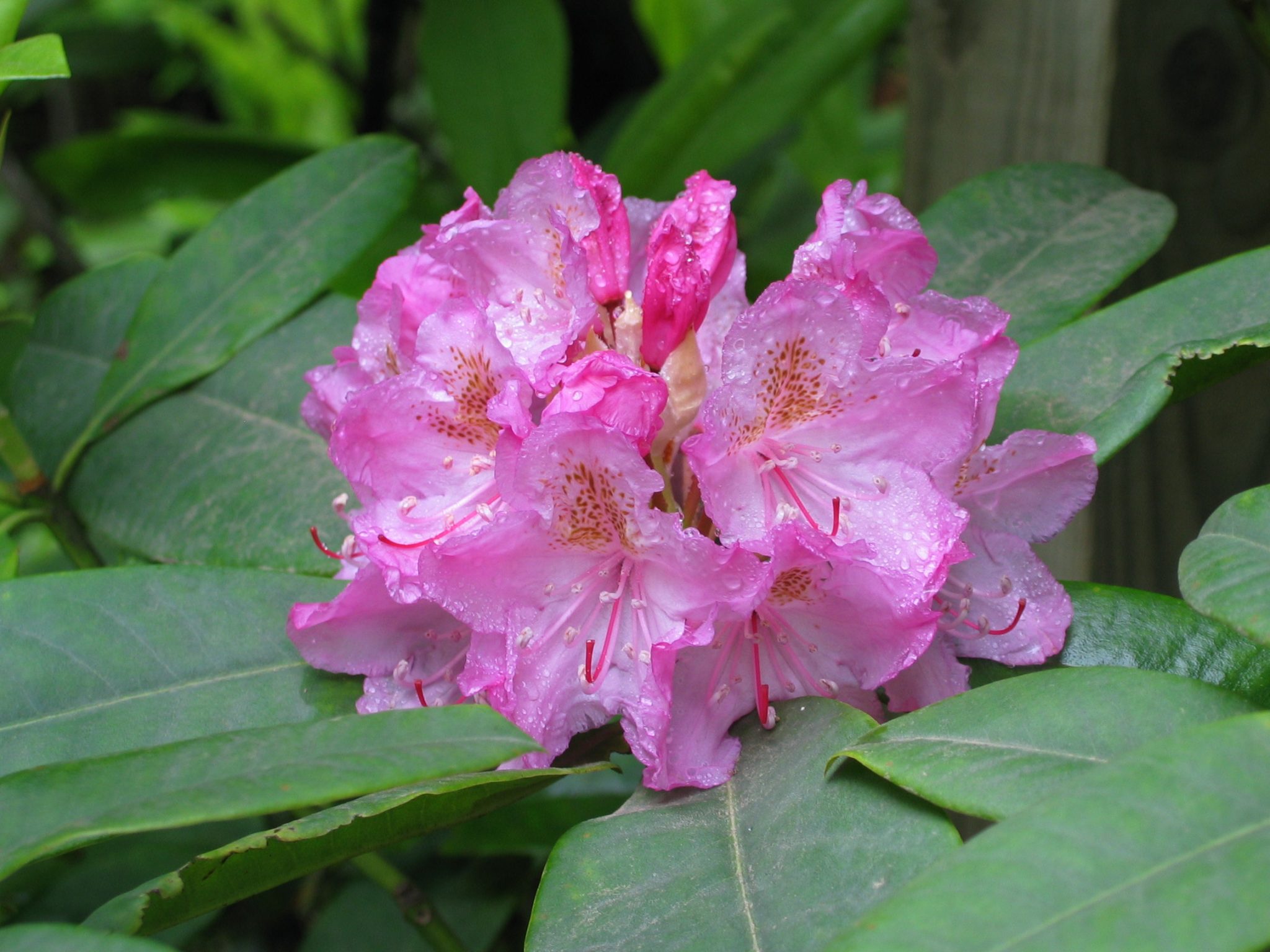 Rhododendron macrophyllum / Pacific Rhododendron - Hima Nursery