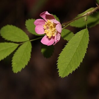 Rosa gymnocarpa / Baldhip Rose