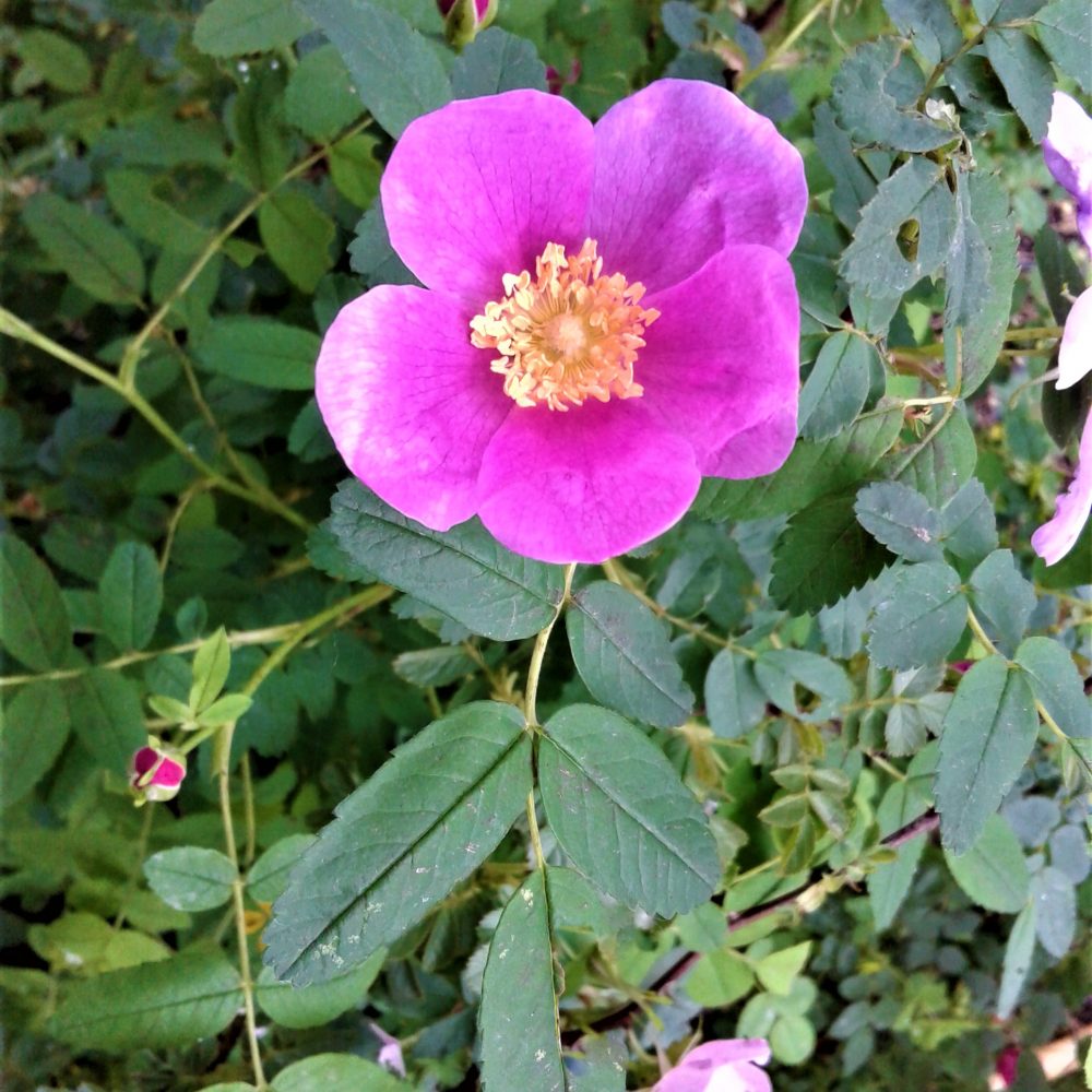 Rosa nutkana / Nootka Rose