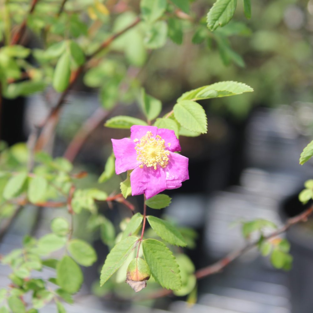 Rosa pisocarpa / Cluster Rose