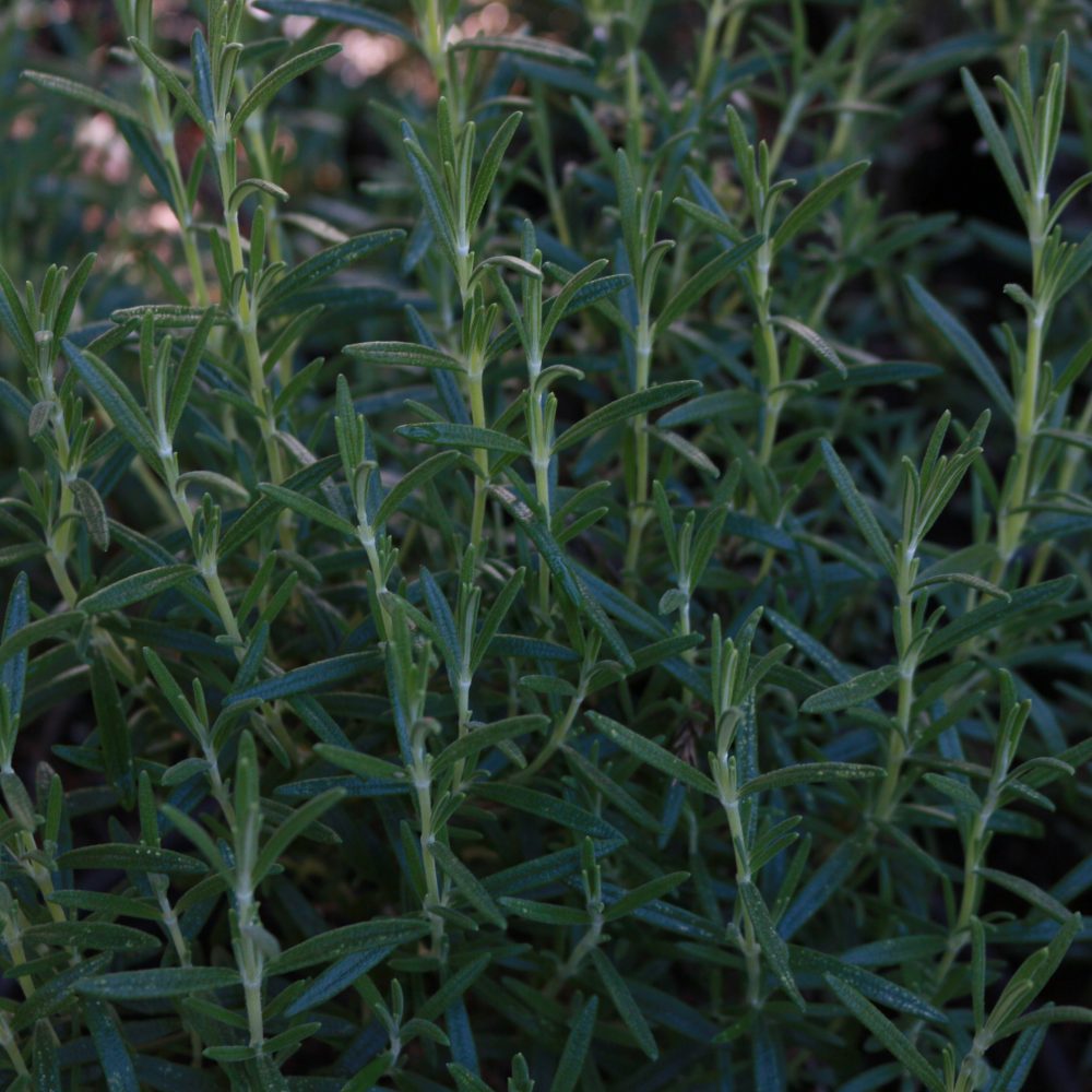 Salvia Rosmarinus / Rosemary