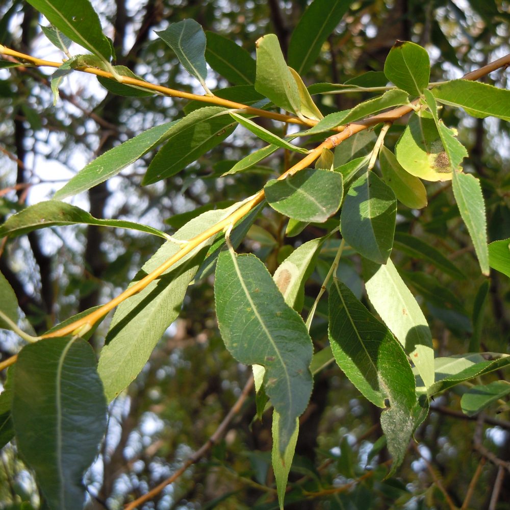 Salix lasiandra / Pacific Willow