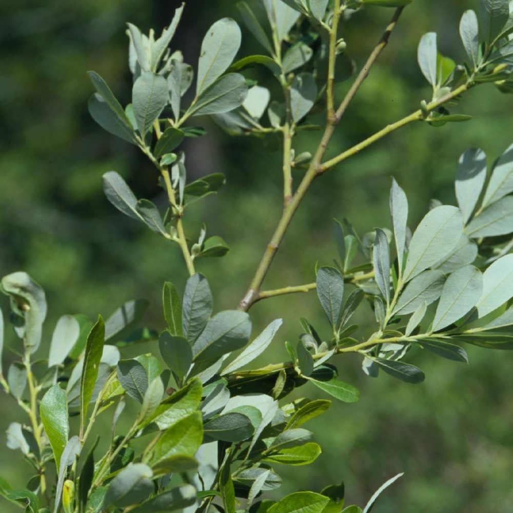 Salix scouleriana / Scouler's Willow