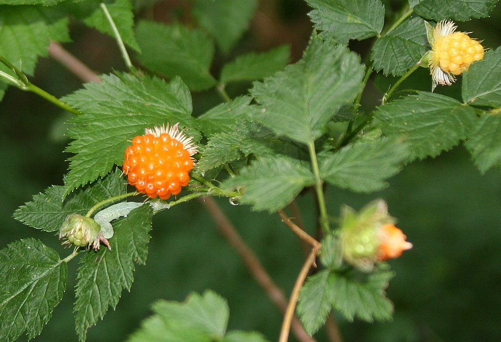 Rubus spectabilis / Salmonberry