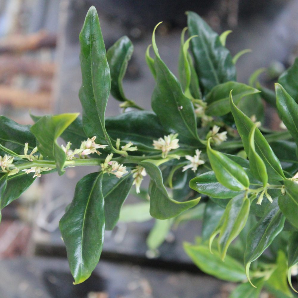 Sarcococca ruscifolia / Fragrant Sweetbox