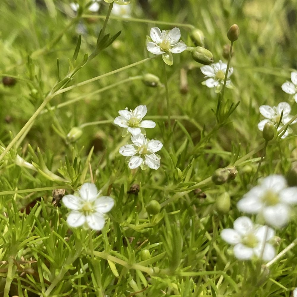 Sagina subulata 'Aurea' / Scotch Moss