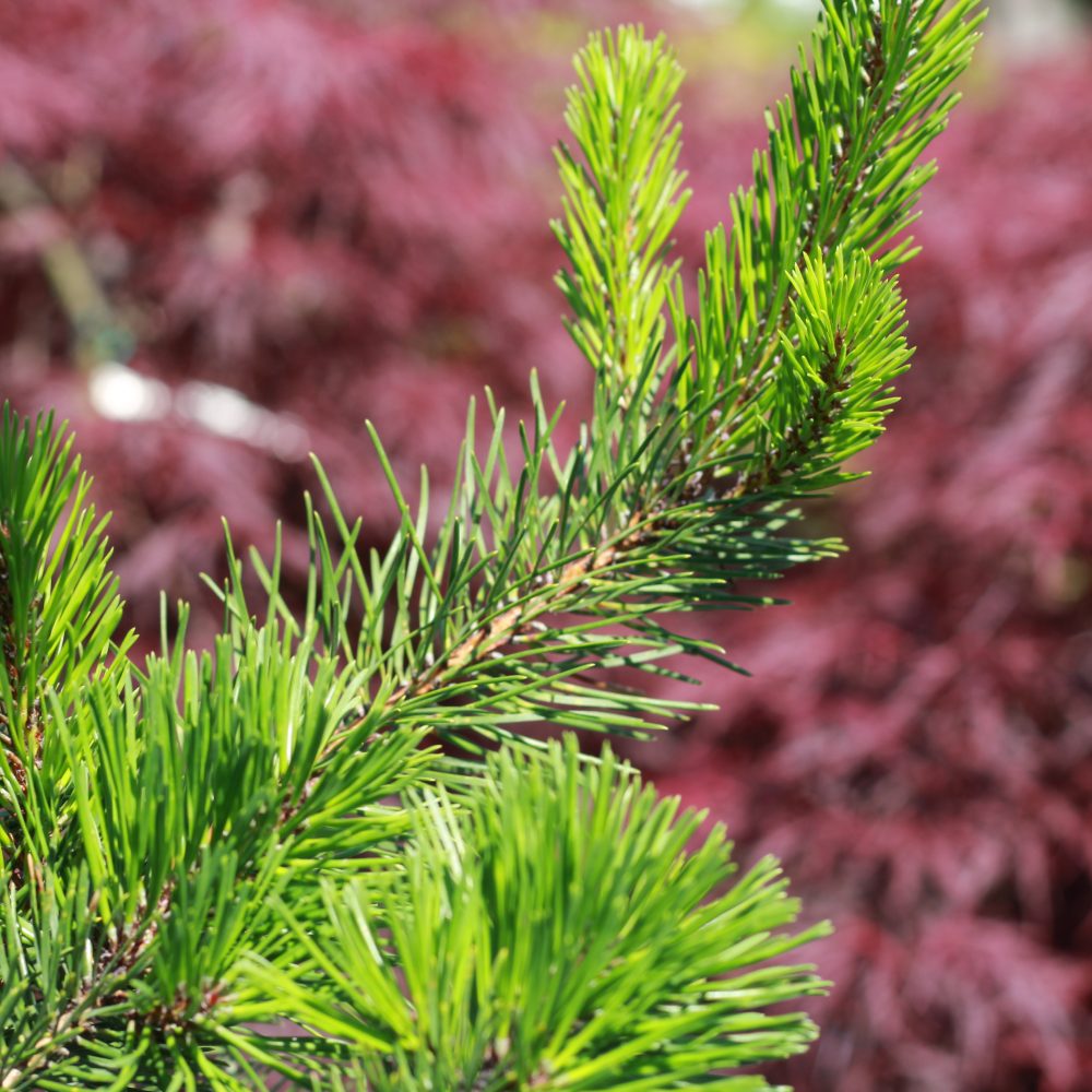 Pinus contorta var. contorta / Shore Pine