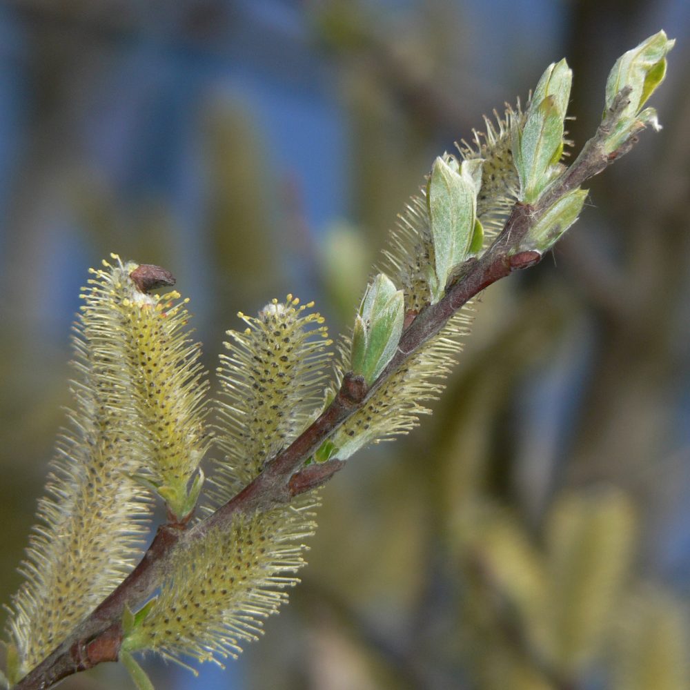Salix sitchensis / Sitka Willow