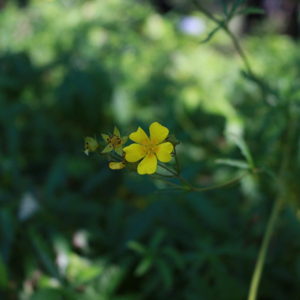 Potentilla gracilis / Slender Cinquefoil