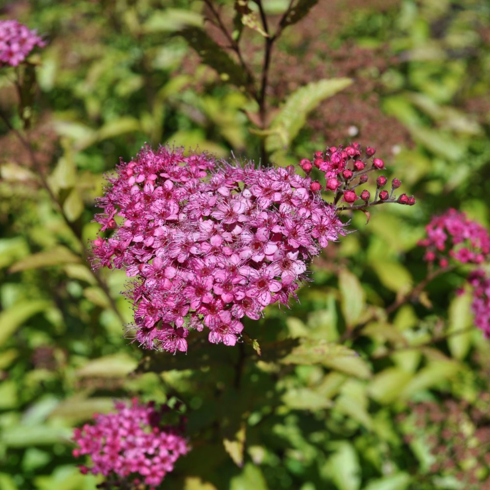 Spirea japonica 'Anthony Waterer' / Anthony Waterer Spirea