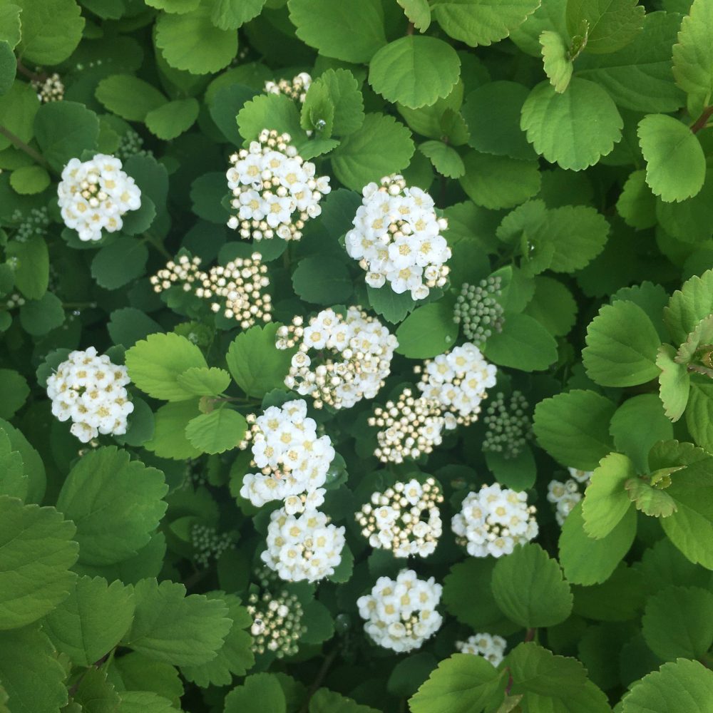 Spirea betulifolia 'Tor' / Tor Birchleaf Spirea