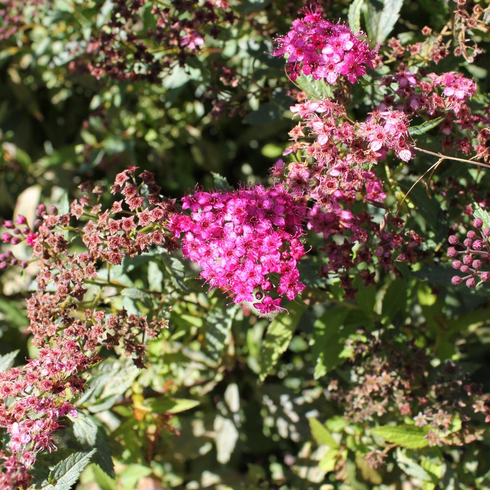 Spirea bumalda 'Goldflame' / Goldflame Spirea