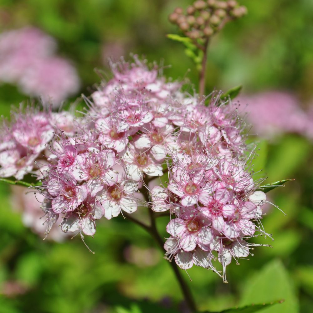 Spirea japonica 'Little Princess' / Little Princess Spirea