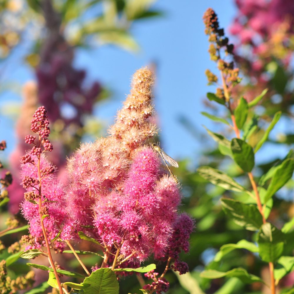 Spirea douglasii / Hardhack Spirea