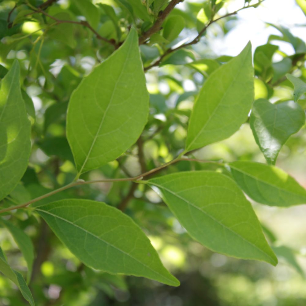 Styrax japonicus / Japanese Snowbell