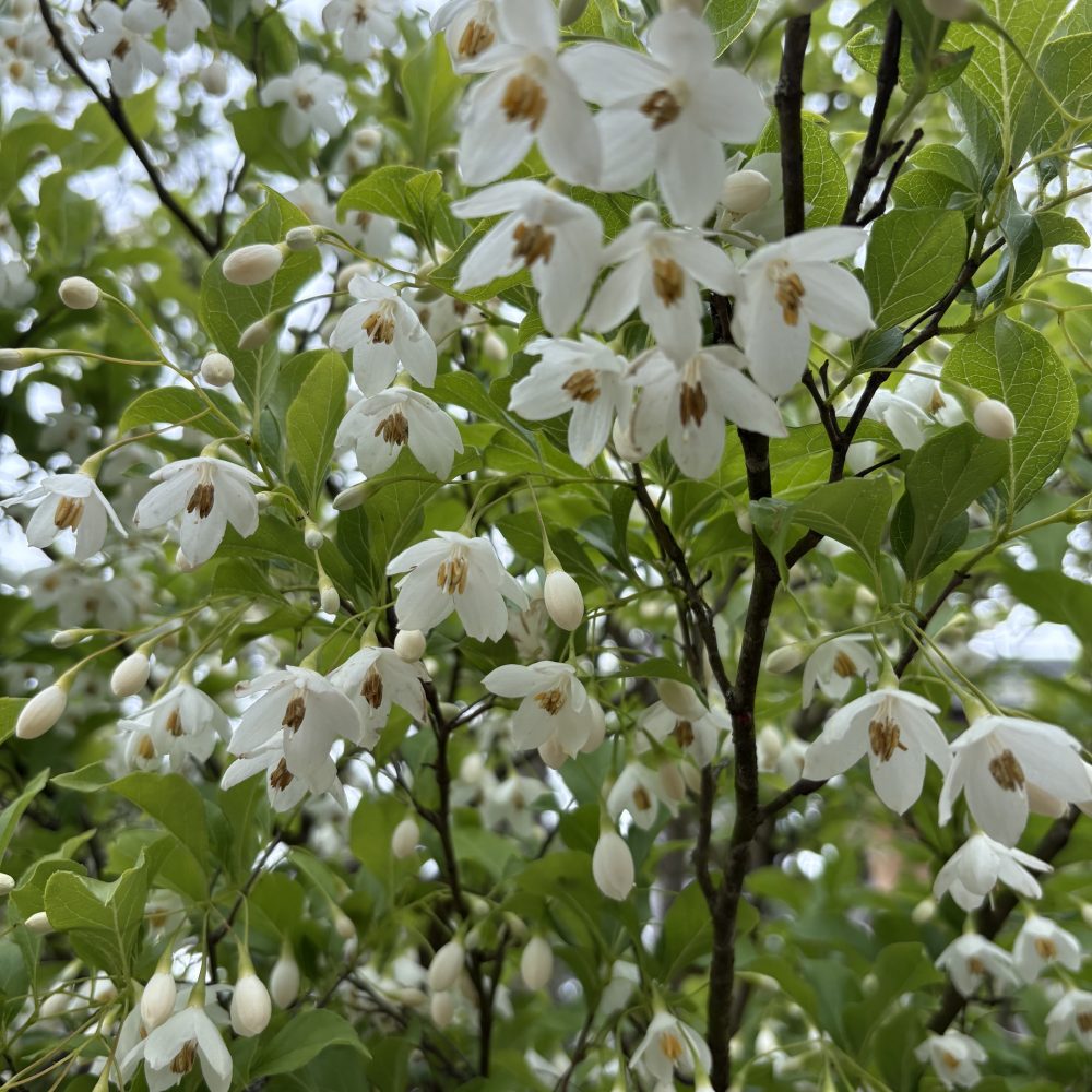 Styrax japonicus / Japanese Snowbell