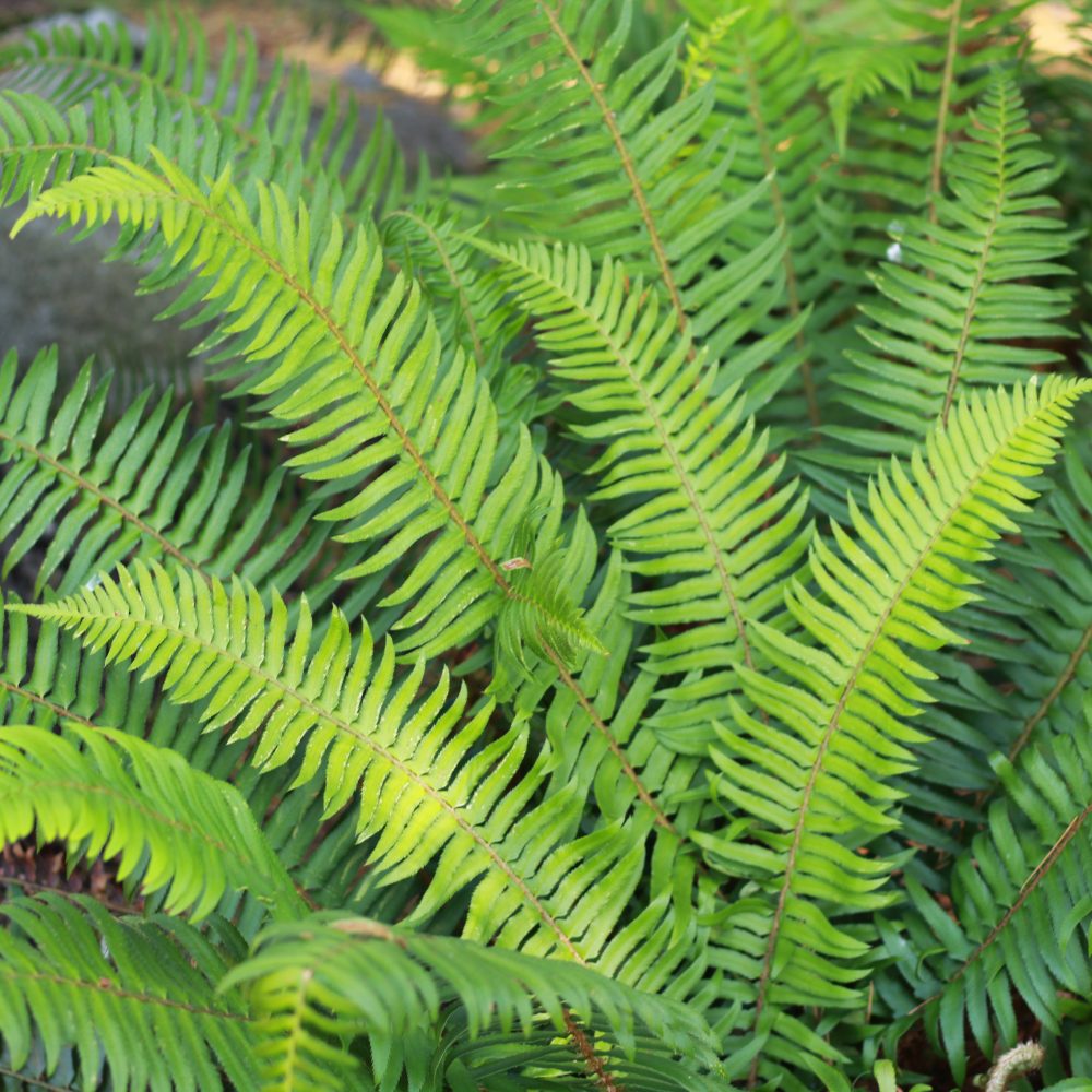 Polystichum munitum / Western Sword Fern