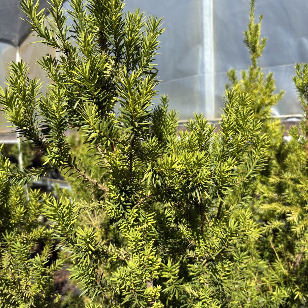 Taxus media 'Hicksii' / Hicks Yew
