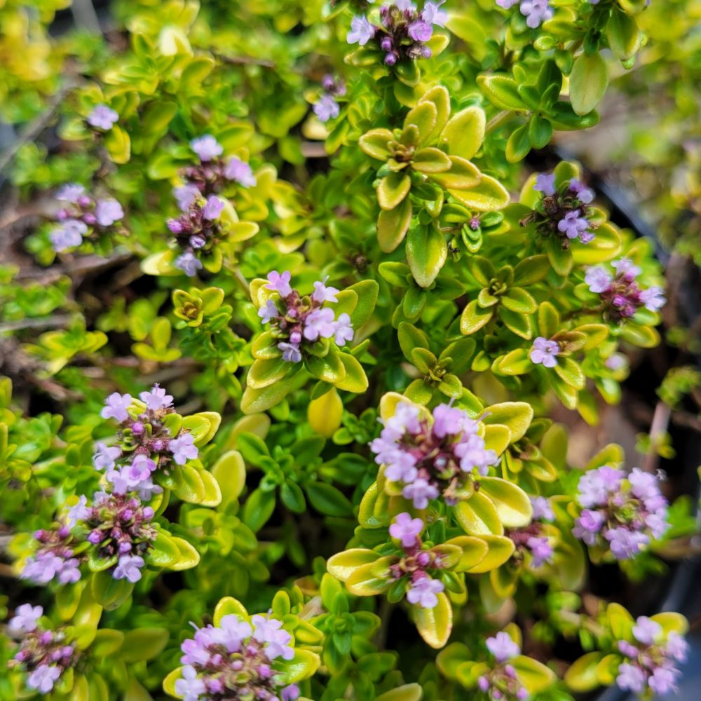 Thymus citriocorus 'Archer's Gold' / Archer's Gold Thyme