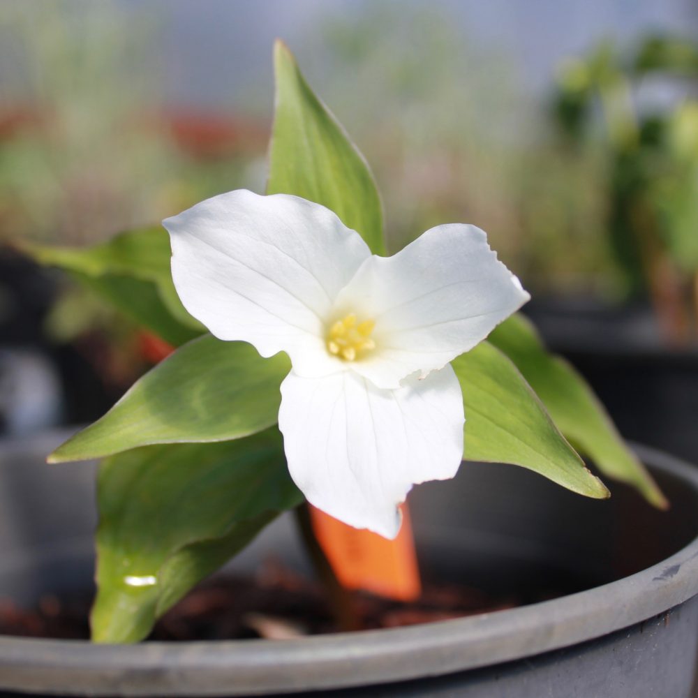 Trillium grandiflorum / Great White Trillium