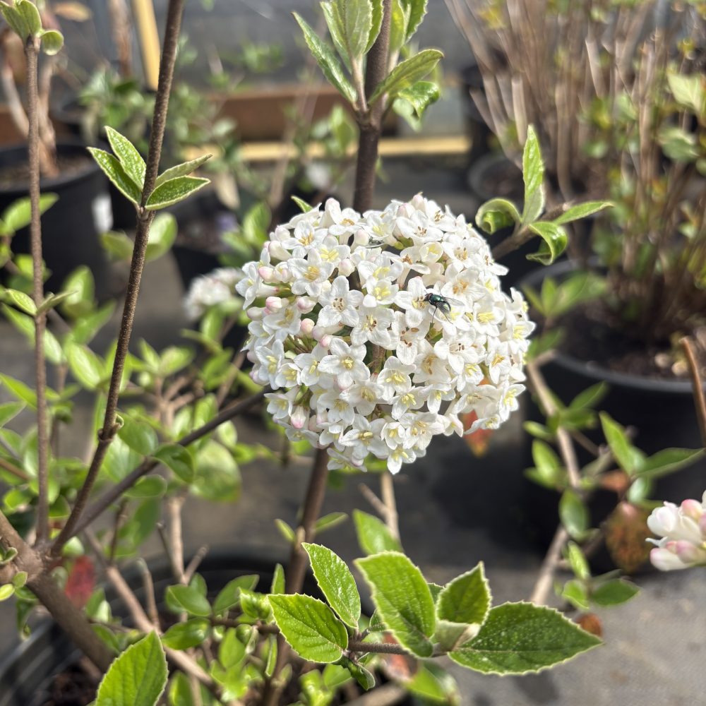 Viburnum burkwoodii / Burkwood Viburnum