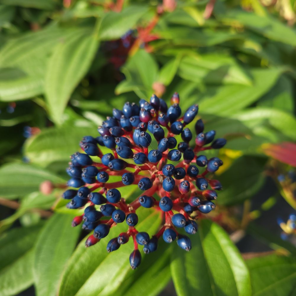 Viburnum davidii